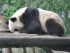 hugging-panda